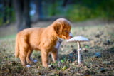 Dürfen Hunde Pilze essen
